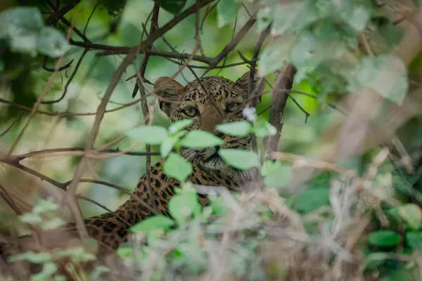 Leopard in Hidding thumbnail