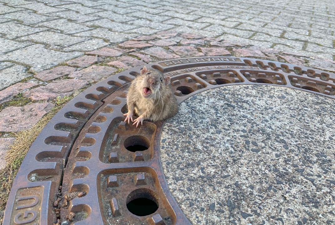 Chubby Rat Stuck in Manhole Cover Rescued by Fearless ...