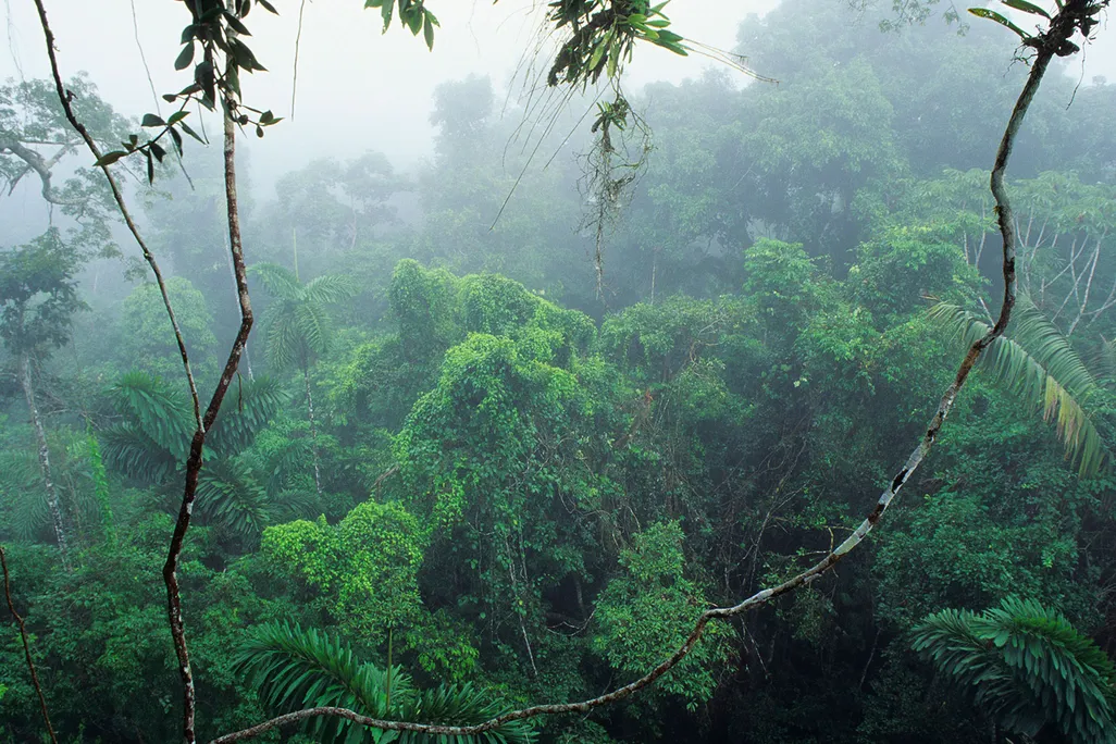 Rainforest