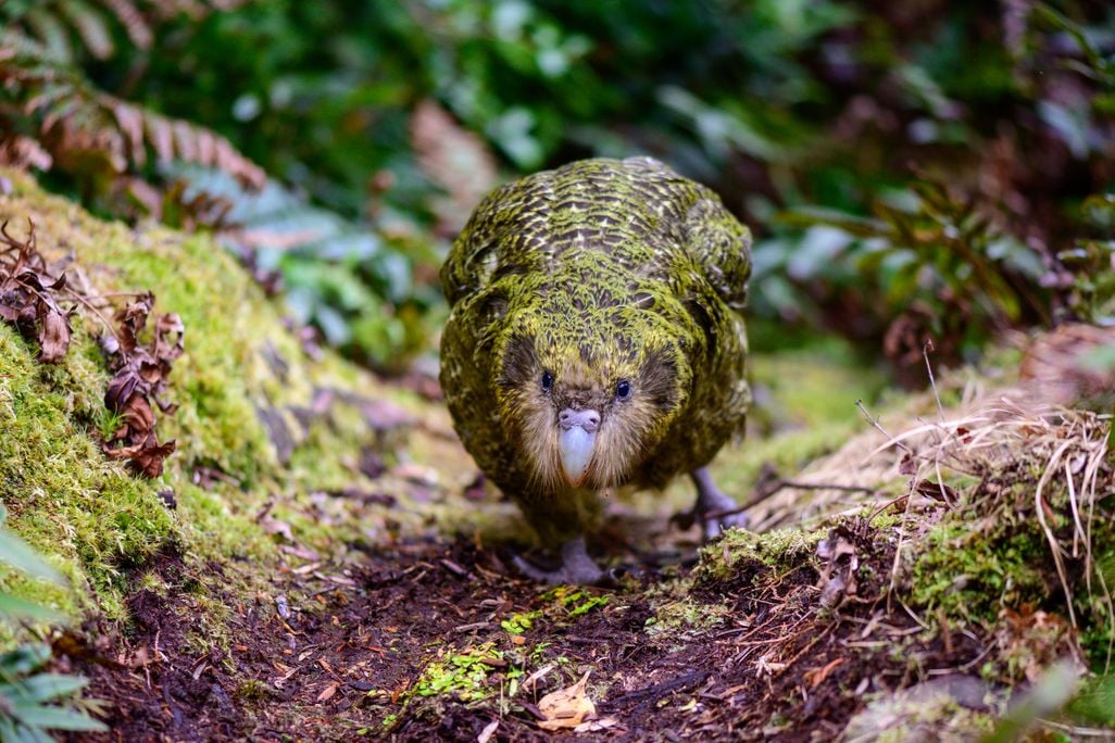 a large green parrot walking on the ground of a forest