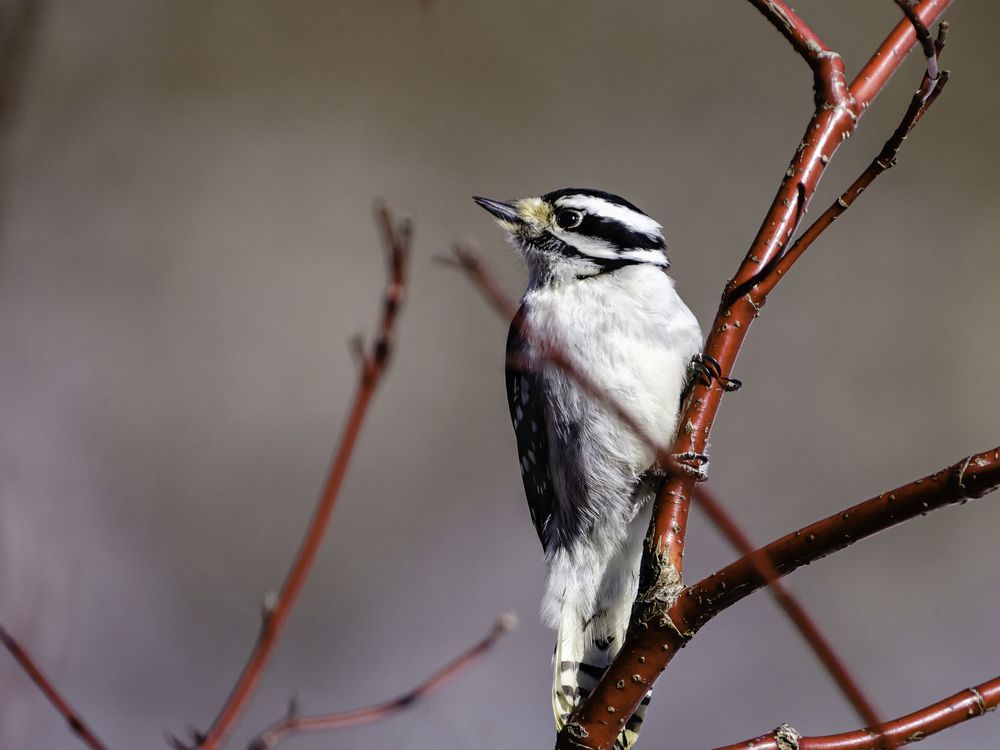 Portrait of a black and white downy woodpecker framed in slender, red branches.