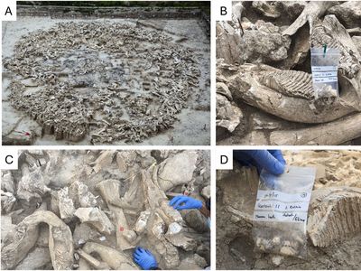 The mammoths were not all related to each other, according to the new analysis.