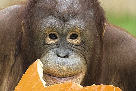 Batang, a female orangutan at the National Zoo, snacks on a pumpkin.