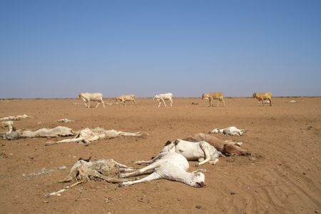 As climate change makes wet places wetter and dry areas drier, the frequency of drought is expected in increase in certain locations. Droughts, such as this one in Kenya in 2006, can increase food insecurity, especially among the poor.