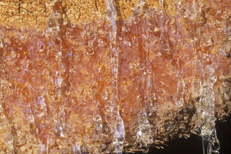 Resin, similar to the kind shown here, is used by the newly discovered caterpillar to build its cocoon.