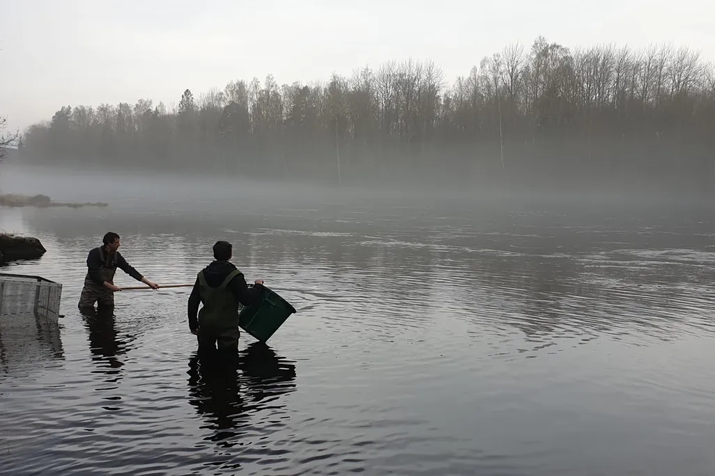 researchers collecting fish from a foggy river