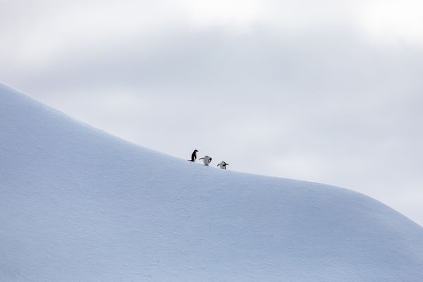 I was hoping to capture a penguin or group of penguins alone on a floating iceberg in Antarctica on my recent trip in February. As usual, nature has a way of adding some elements we were not expecting. The three penguins added a bit of humor to the photograph while posing in different silly ways. Nature is fabulously unpredictable.