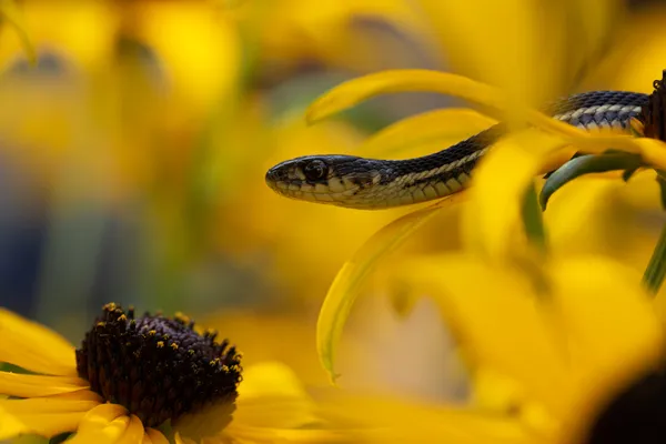 A garter snake hunts for tree frogs in a rudbeckia plant thumbnail