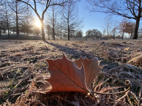 Leaf Frost thumbnail