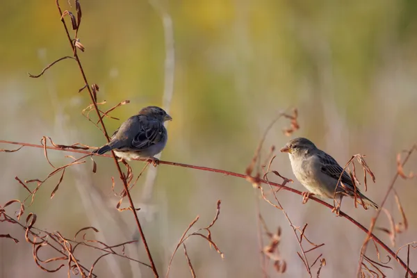 Sparrows' golden hour thumbnail