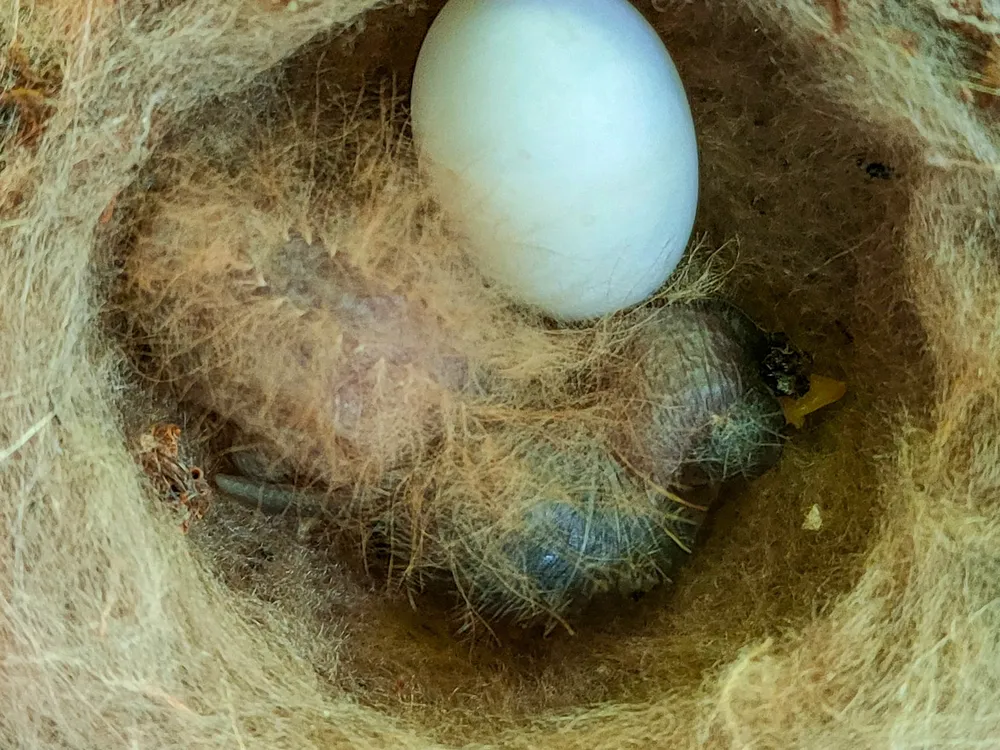 Cover_Newly hatched White-necked Jacobin chick
