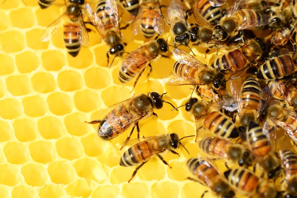 Honeybees on honeycomb