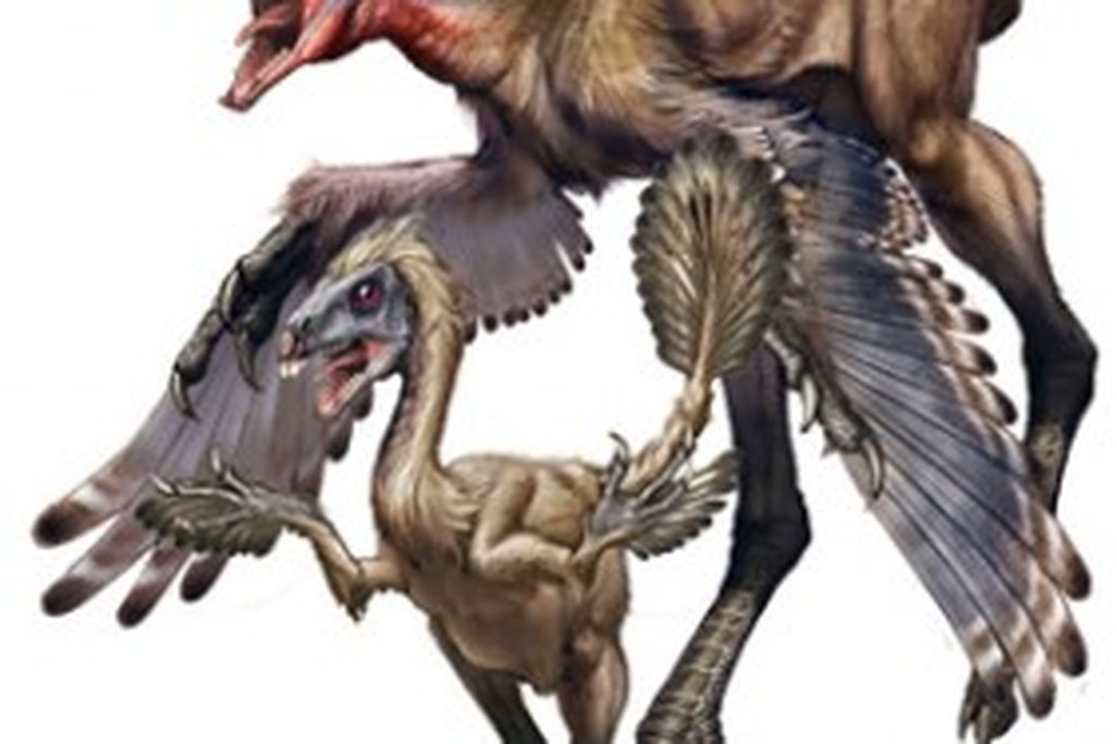20110520083221Similicaudipterx-281x300.jpg
