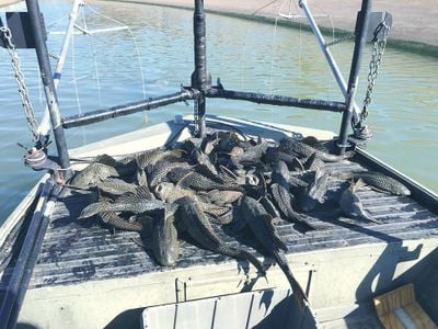 Fisheries biologists caught invasive armored catfish in Houston bayous in 2017.&nbsp;