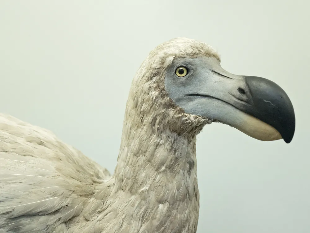 A reconstruction of the extinct dodo bird
