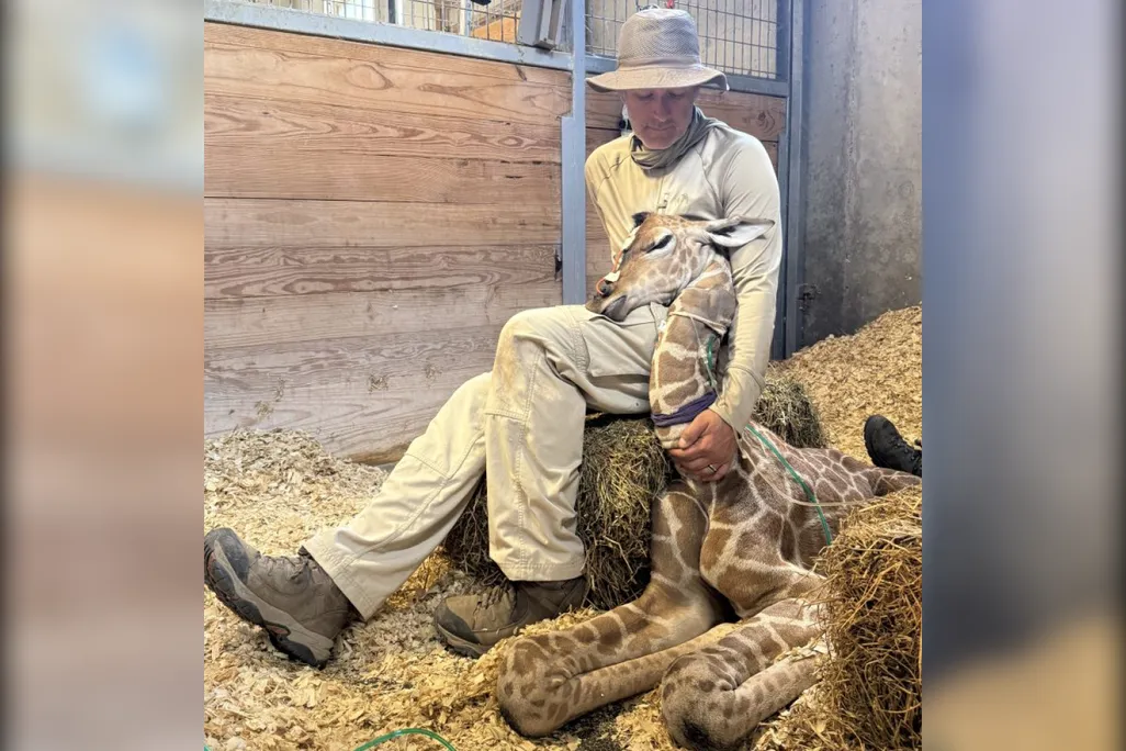 Man sitting on a hay bale with a giraffe resting its head on his lap