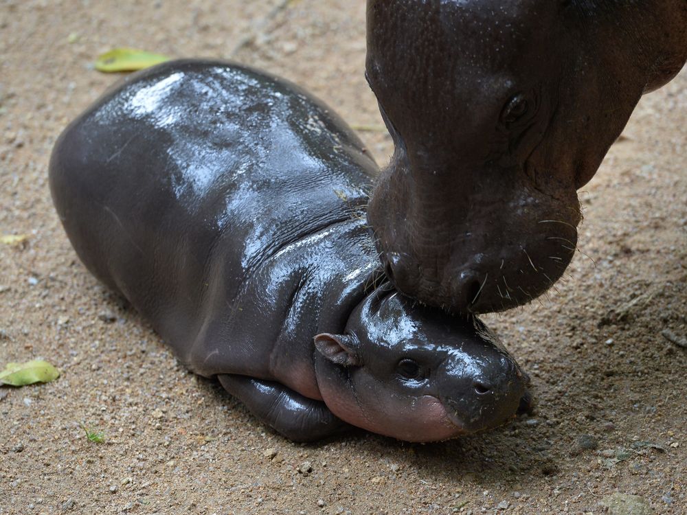 Moo Deng, baby hippo