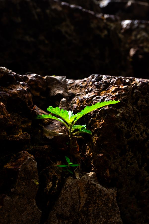 Born from Stone thumbnail