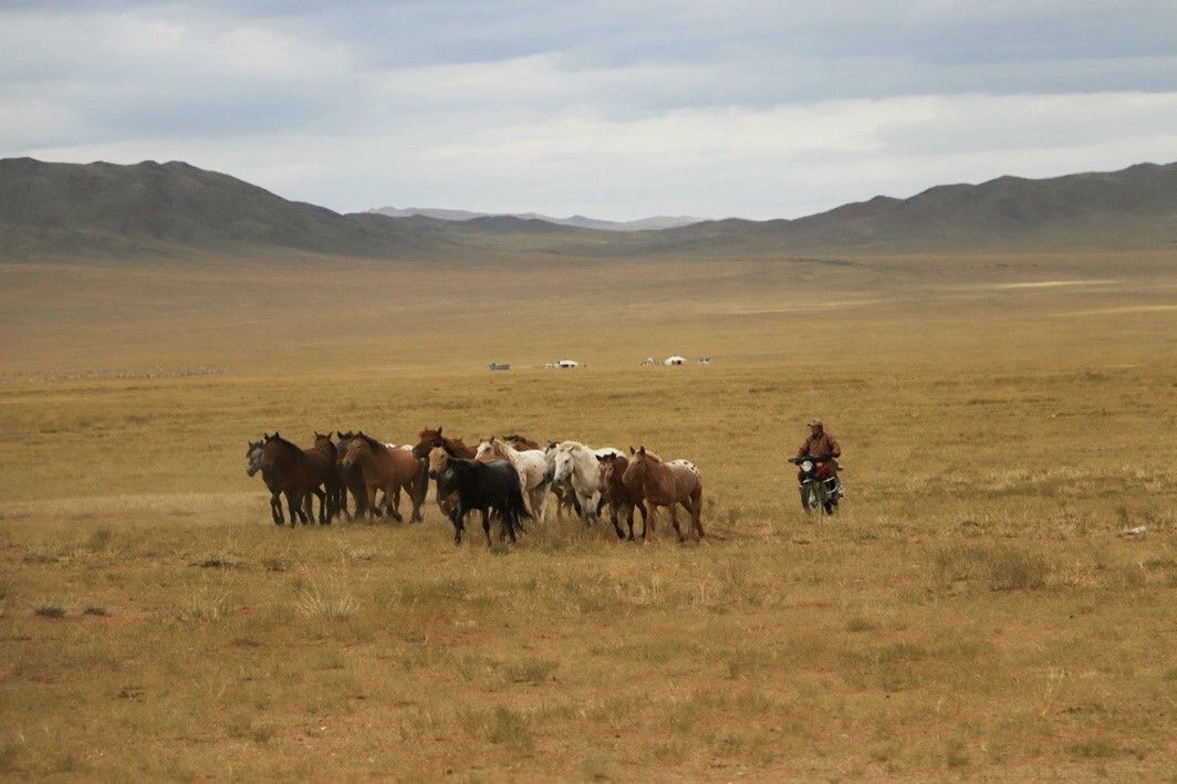 a person on motorcycle behind a group of about a dozen horses in a brown grassy field with mountains in the background