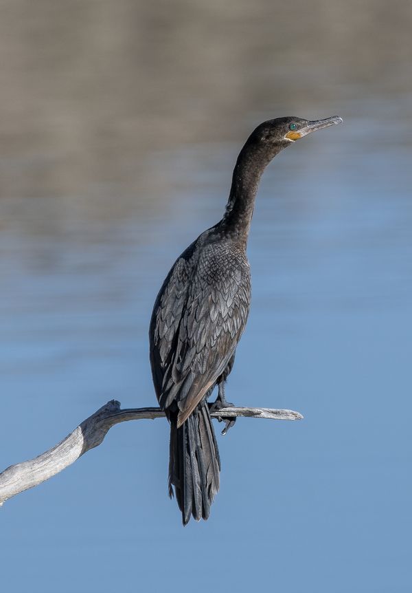 Double-Crested Cormorant thumbnail