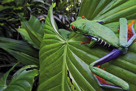 A beloved symbol of biodiversity, the red-eyed tree frog, shown here in Panama, has evolved a flexible strategy for survival.