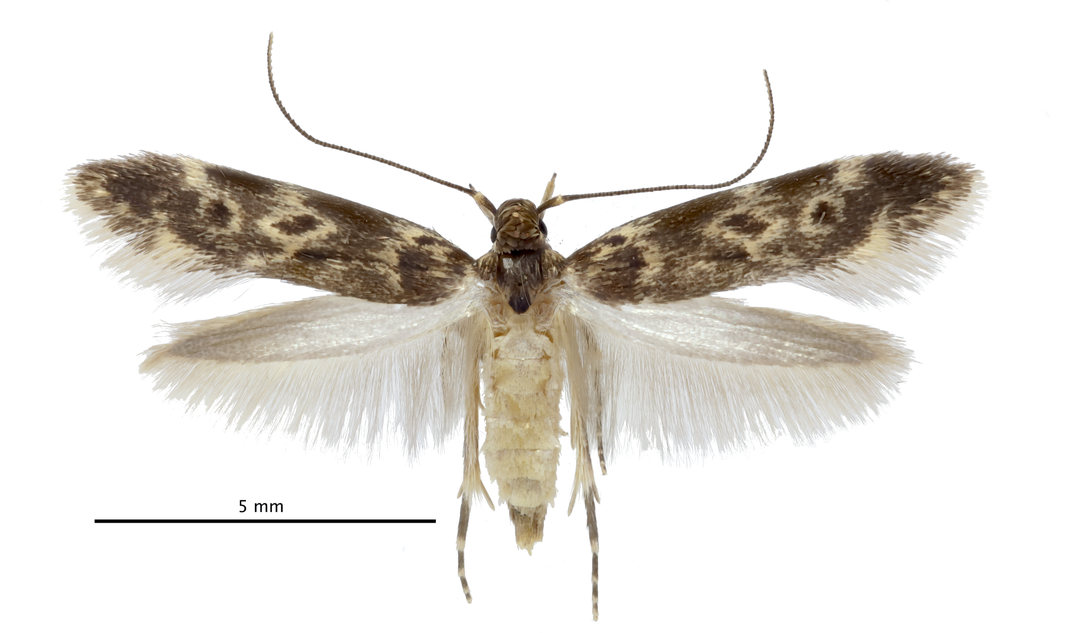 adult pinned moth specimen