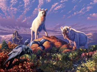 An artist’s rendering of ancient Arctic hyenas belonging to the genus Chasmaporthetes. A new study reports that two enigmatic fossil teeth found in Yukon Territory in Canada belonged to Chasmaporthetes, making the teeth the first known fossils of hyenas found in the Arctic. 