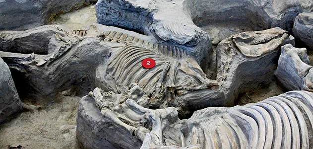Evolution World Tour: Ashfall Fossil Beds, Nebraska | Arts & Culture|  Smithsonian Magazine