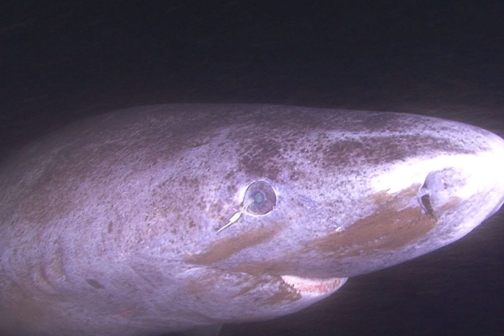 a shark in dark water
