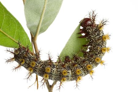 Buck moth caterpillars are the bane of the New Orleans spring. 