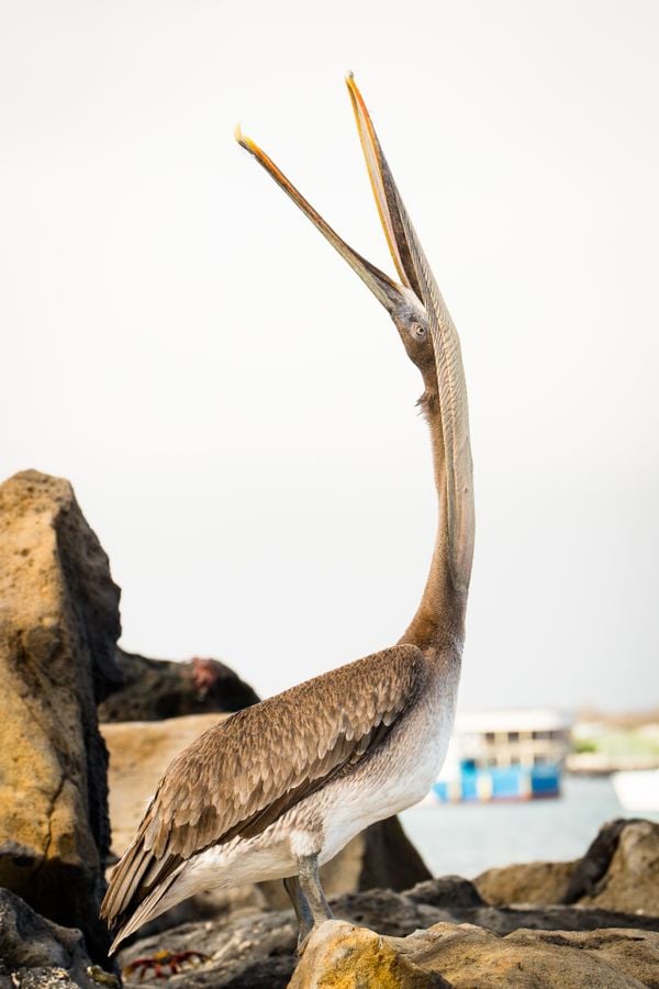 Brown pelican stretching thumbnail
