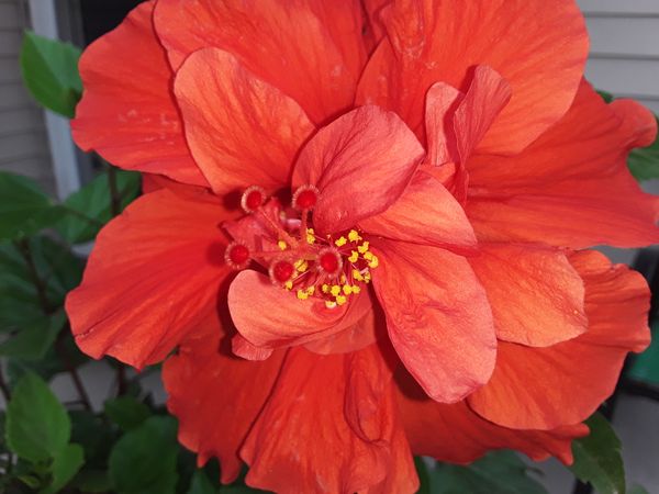 Beautiful Hibiscus Flower in Full Bloom thumbnail