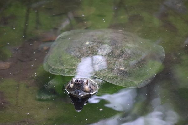 Turtle Swimming thumbnail