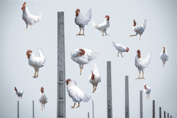 Roosters on power poles early in the morning thumbnail