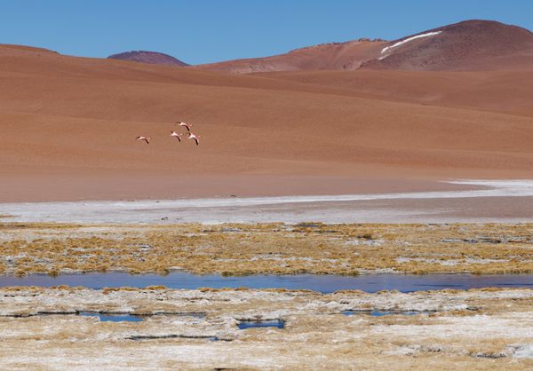 Flamingos at Salar de Pujsa - Atacama - Chile thumbnail