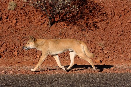 A dingo walks along a road in southern Australia. 