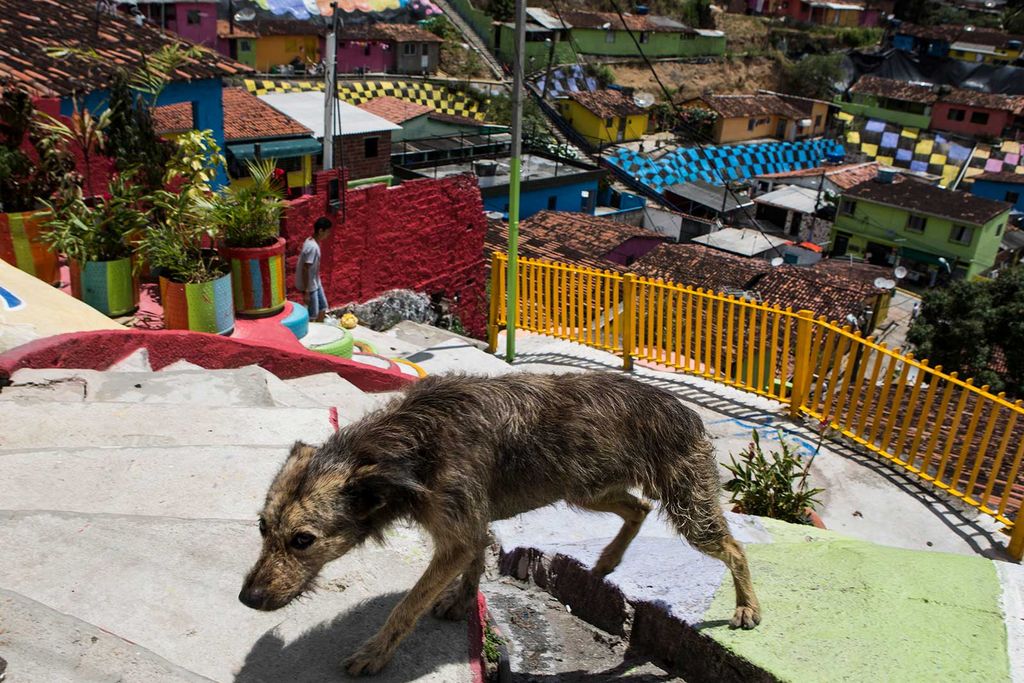 Dog in Favela