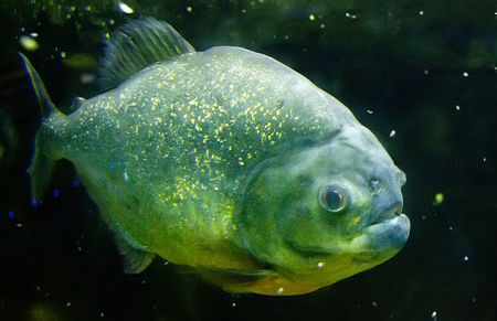 If you call someone a piranha, first make sure you've got the right fish