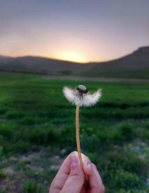 spring dandelion thumbnail