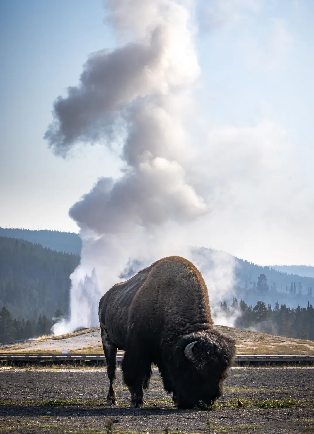 a bison eats in the foreground with a geyser in the background