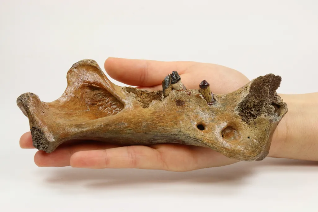 02_Homotherium_latidens_NMR_01695_photo_and_collection_Natural_History_Museum_Rotterdam.jpg