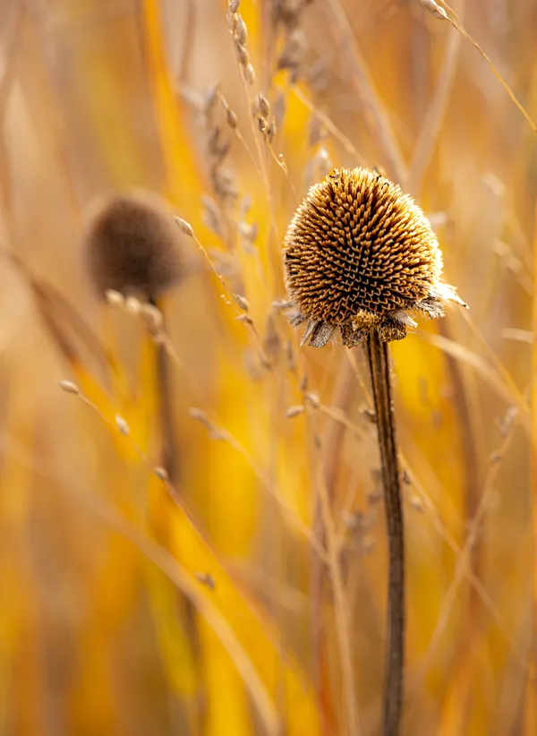 Autumn Pageantry thumbnail