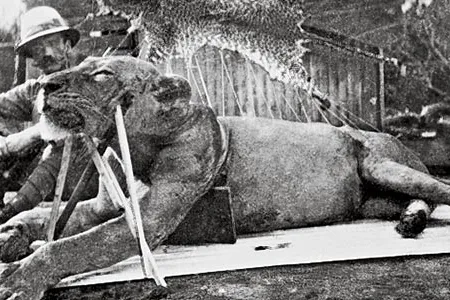 In 1898, two lions attacked dozens of people before Lt. Col. Patterson killed the cats.