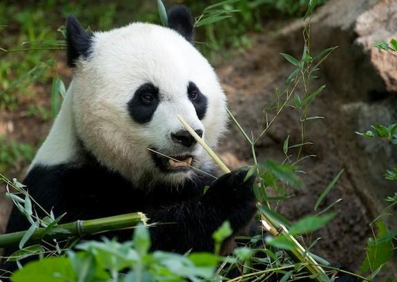 Mei Xiang is one happy mom after welcoming a new cub Sunday.