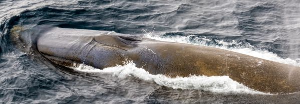 An extraordinarily rare Antarctic blue whale thumbnail