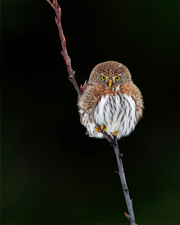 Northern pygmy owl thumbnail