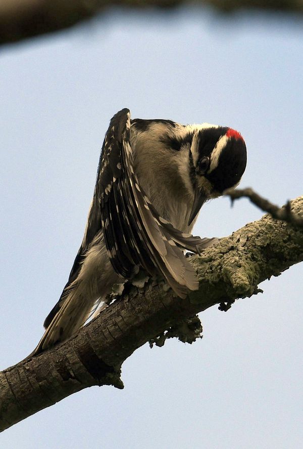 Downy Woodpecker thumbnail