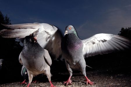 The pigeon will see you now.