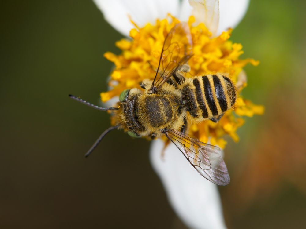 Megachile_rotunda_(14500665716).jpg