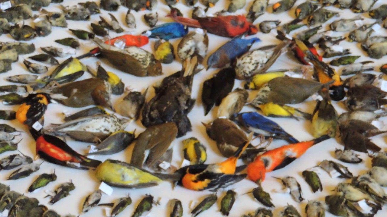 Preview thumbnail for 2016 FLAP Canada Bird Layout